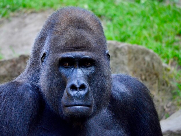 Western gorilla