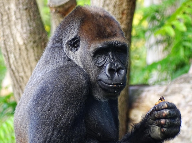 Photo western gorilla