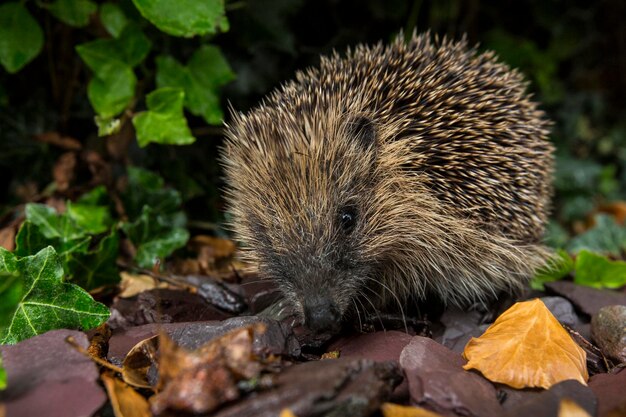 Western Hedgehog Britse Eilanden