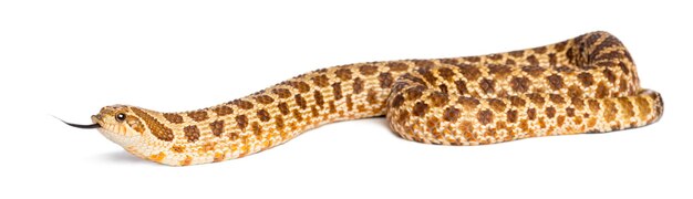 흰색 배경에 대해 서양 hognosed 뱀 Heterodon nasicus