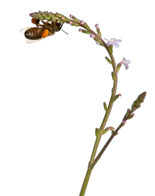 Western honey bee or European honey bee Apis mellifera carrying pollen isolated