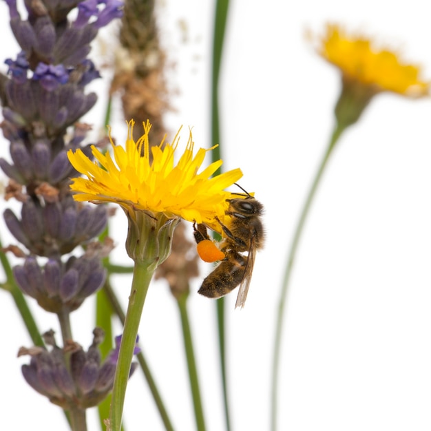 セイヨウミツバチまたはヨーロッパミツバチ、花粉を運ぶ、白い背景の前の花に