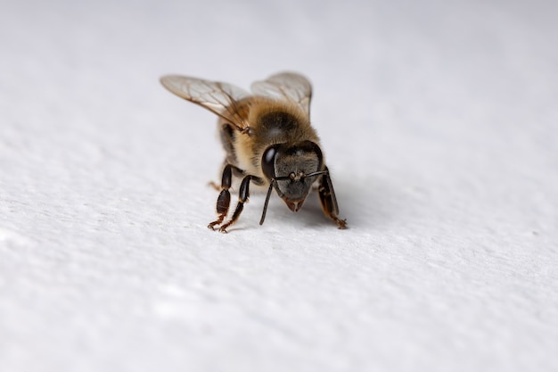 벽에 Apis mellifera 종의 서양 꿀 꿀벌