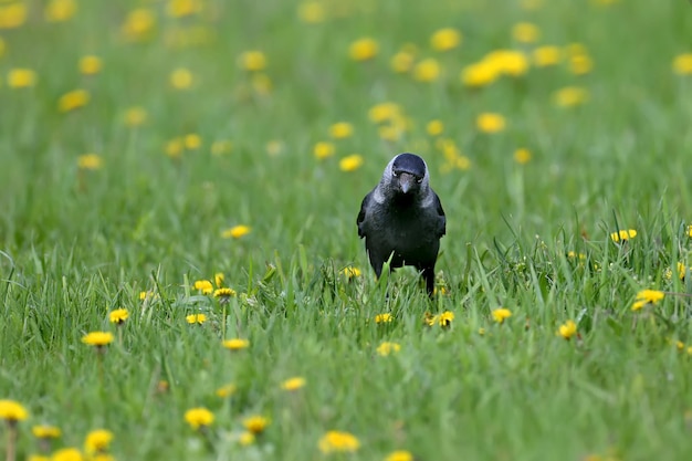 Western jackdaw Coloeus monedula