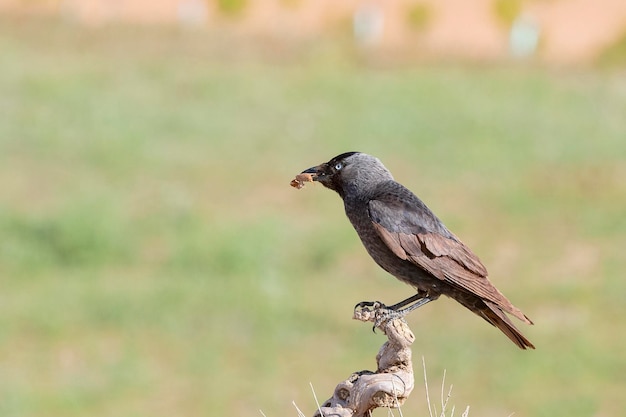 Western jackdaw Eurasian jackdaw the European jackdaw or the jackdaw Coloeus monedula Spain