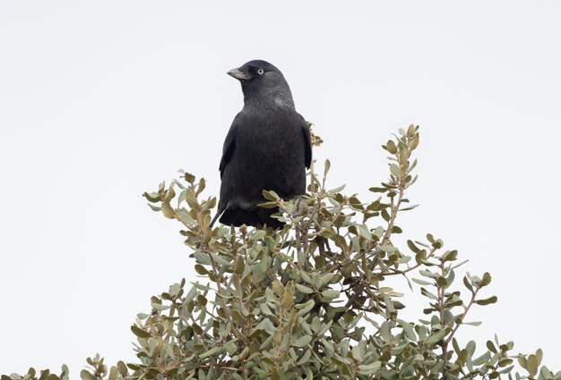 Фото Западный джекдоу, сидящий на кустах corvus monedula