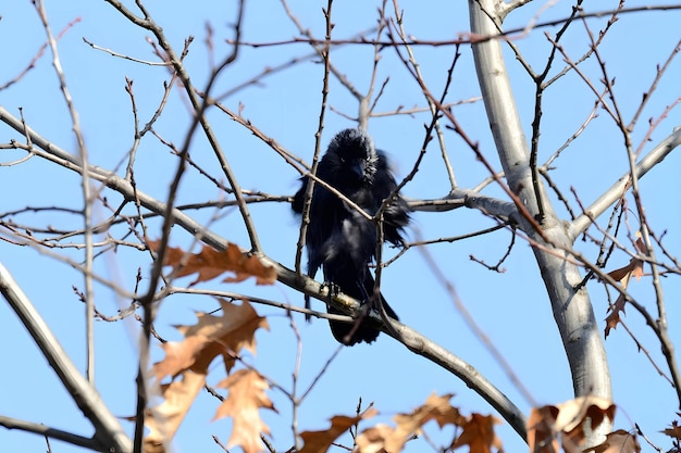 Western jackdaw on a tree branch