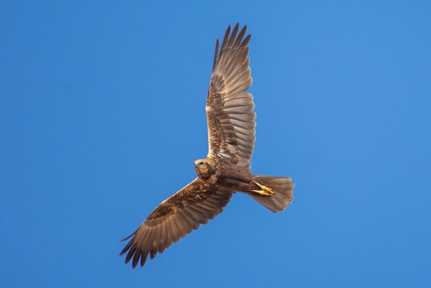 A western marsh harrier circus aeruginosus in the middle east in flight