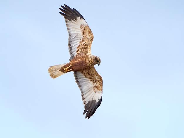 Western marsh harrier Circus aeruginosus