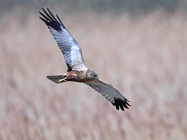 Western marsh harrier Circus aeruginosus