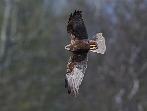 Photo western marsh harrier circus aeruginosus