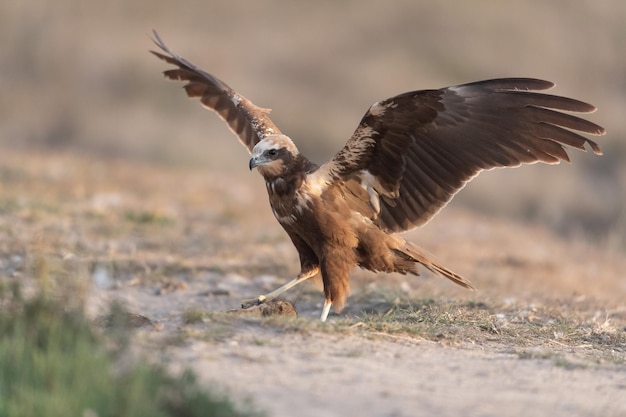 Photo western marsh harrier photographed while feeding