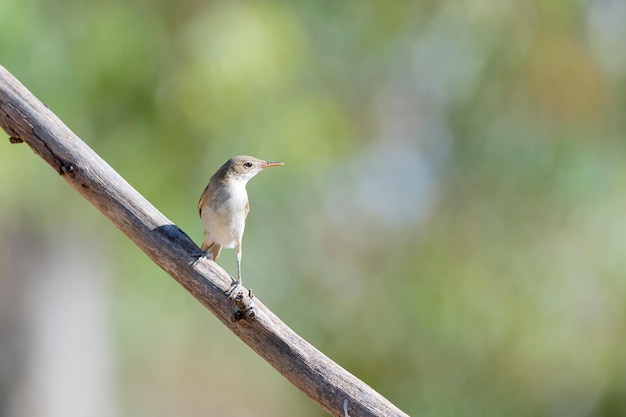 Western olivaceous warbler (Hippolais opaca) Cordoba, Spain