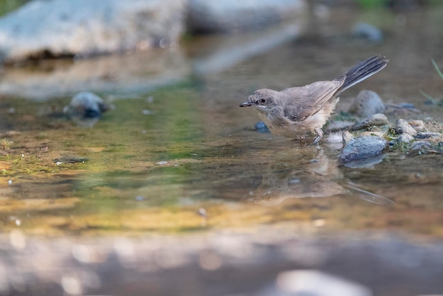 Western orphean warbler Sylvia hortensis Malaga Spain