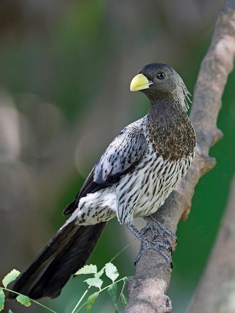 Western plantaineater Crinifer piscator