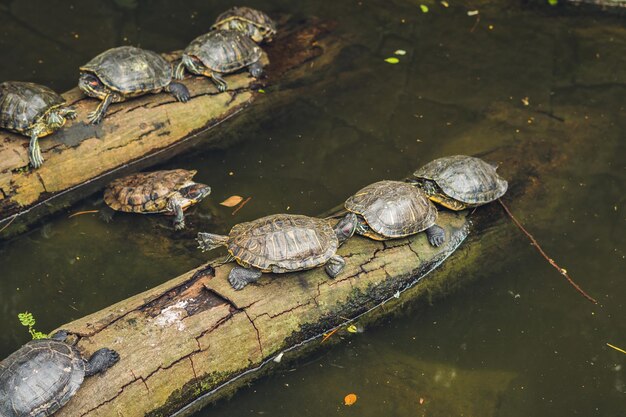 Western pond turtles enjoying the sun, Hong Kong