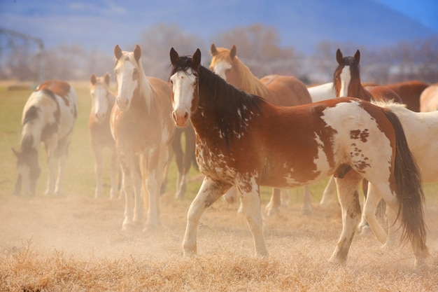 Western Ranch Paarden Kudde