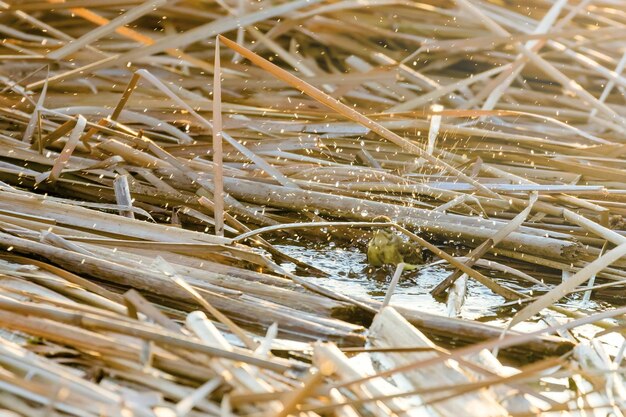 Western yellow wagtail bath (motacilla flava) in water