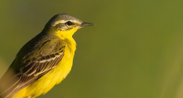 사진 western yellow wagtail 저녁에는 새가 강 근처의 갈대 줄기에 앉아 있습니다.