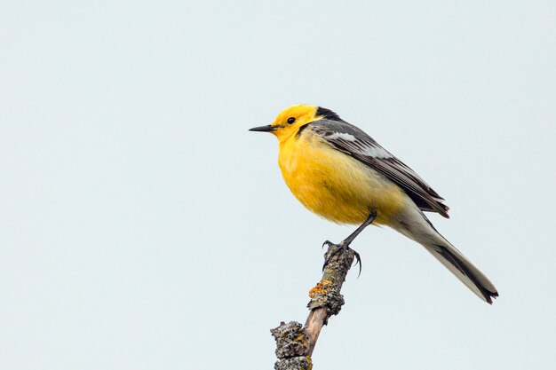 西の黄色いワグテイル モタシラ・フラヴァ 鳥は乾いた植物の茎に座っている