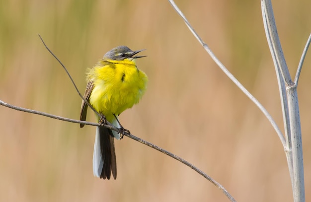 Western Yellow Wagtail Motacilla flava 새는 식물의 줄기에 앉아 노래합니다