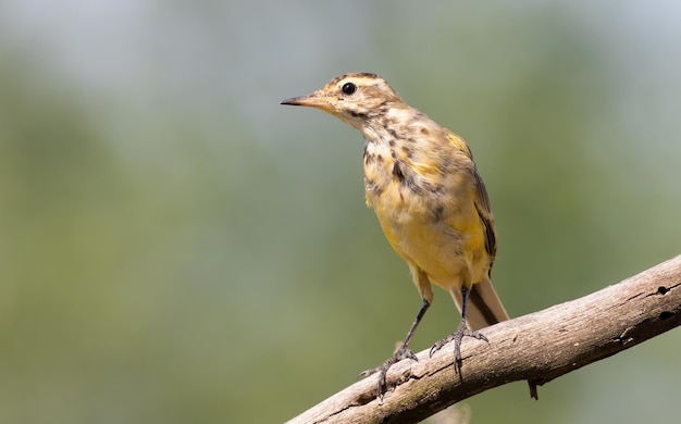 Western yellow wagtail Motacilla flava A young bird on a beautiful green background