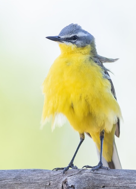 Westerse gele kwikstaart Motacilla flava Het mannetje zit op een tak De wind blaast door zijn veren