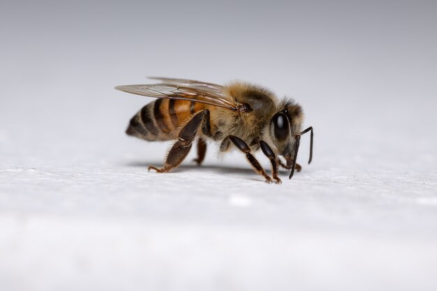 Westerse honingbij van de soort Apis mellifera in de muur