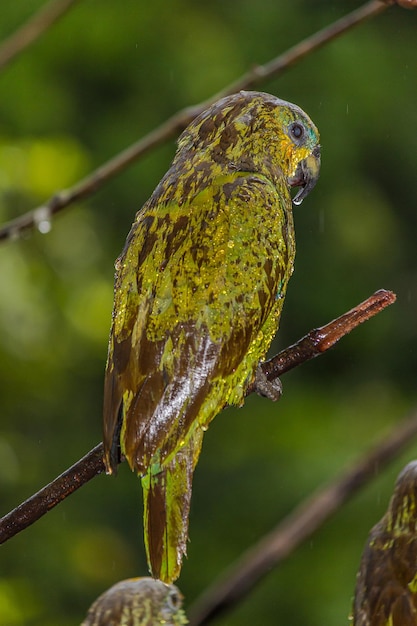 Wet amazon sits on branches in the jungle in the rain