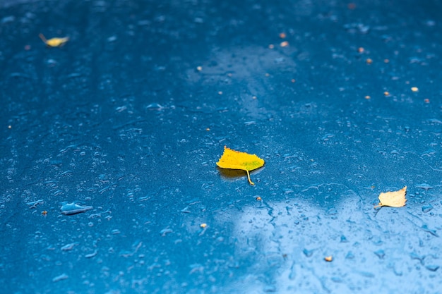 Wet aquamarine blue metallic car surface at autumn rainy morning with yellow birch leaves selective