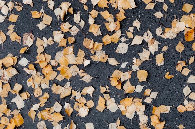 Wet asphalt with autumn foliage