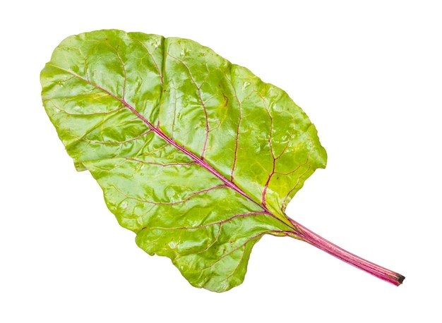 Wet beet top isolated on white