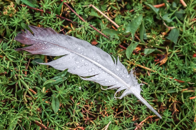 Wet bird feather in nature after rain