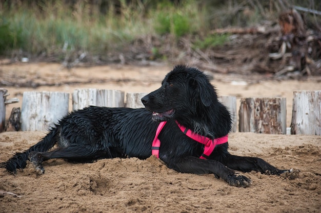 Wet black dog at beach