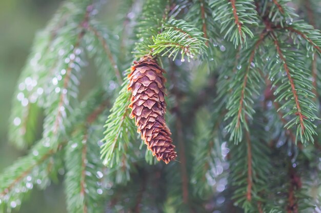 Wet branches of the spruce tree after the rain Nature background