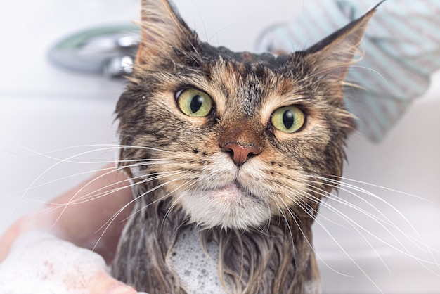 Wet cat in the bath