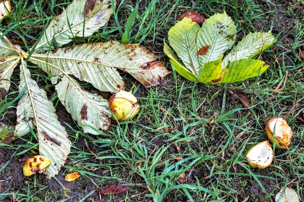 Wet chestnuts in the rain Autumn leaves Deep autumn Bad weather