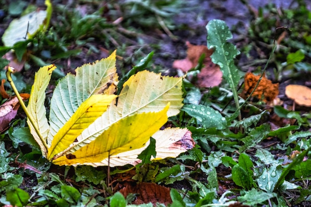 雨に濡れた栗 紅葉 深い秋 悪天候