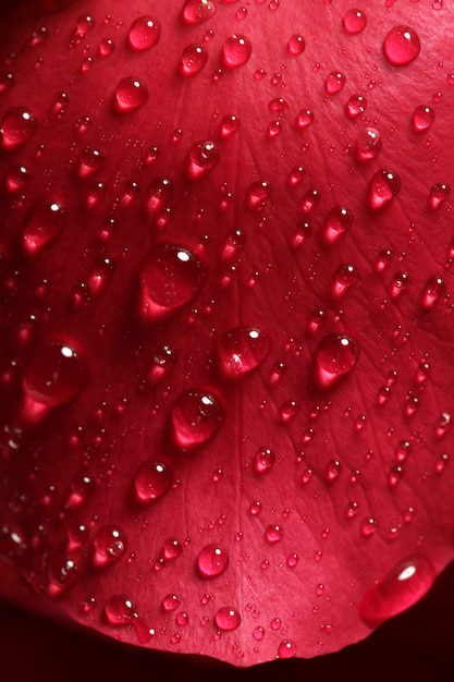 Wet close up macro rose petals, water drops