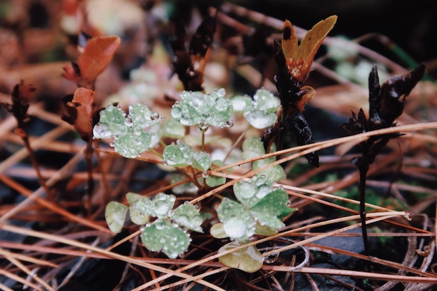 Photo wet clover leaves