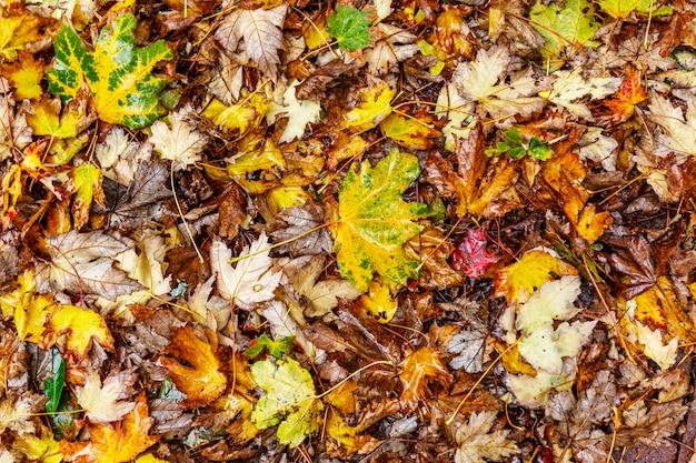 Wet colorful autumn leaves on the ground. . Close-up. copyspace.