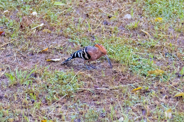 A wet Common Hoopoe feeding in the rain in Thailand.