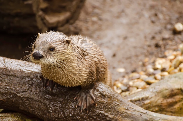 Wet common otter aka Lutra lutra on the tree trunk, animal background