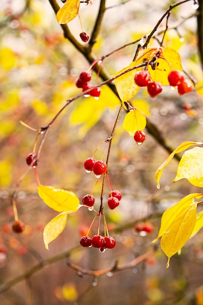 Wet crab apples with yellow leaves on branch at rainy day close up Fall concept