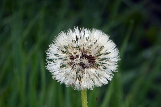 Photo wet dandelion