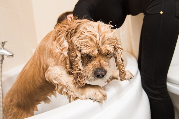 Cane bagnato in bagno