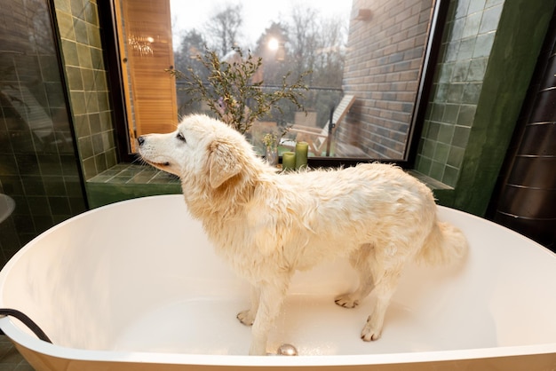 Wet dog in bathtub