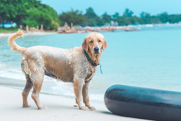 Il cane bagnato in spiaggia.