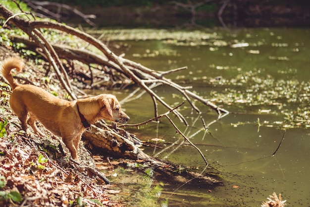 Wet dog by the lake