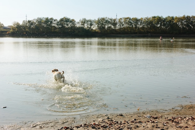 Wet dog playing with a bottle on the sandy shore on a sunny day